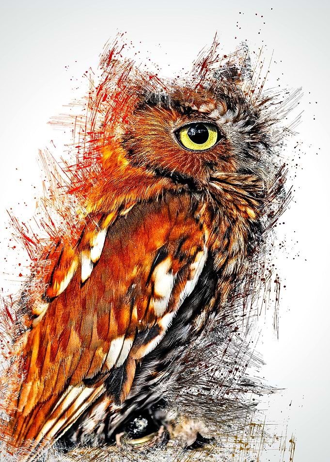 Owl 20