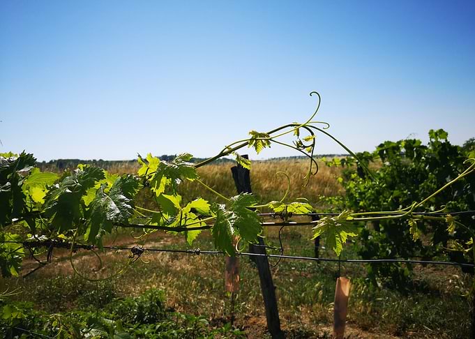 Grapevine
