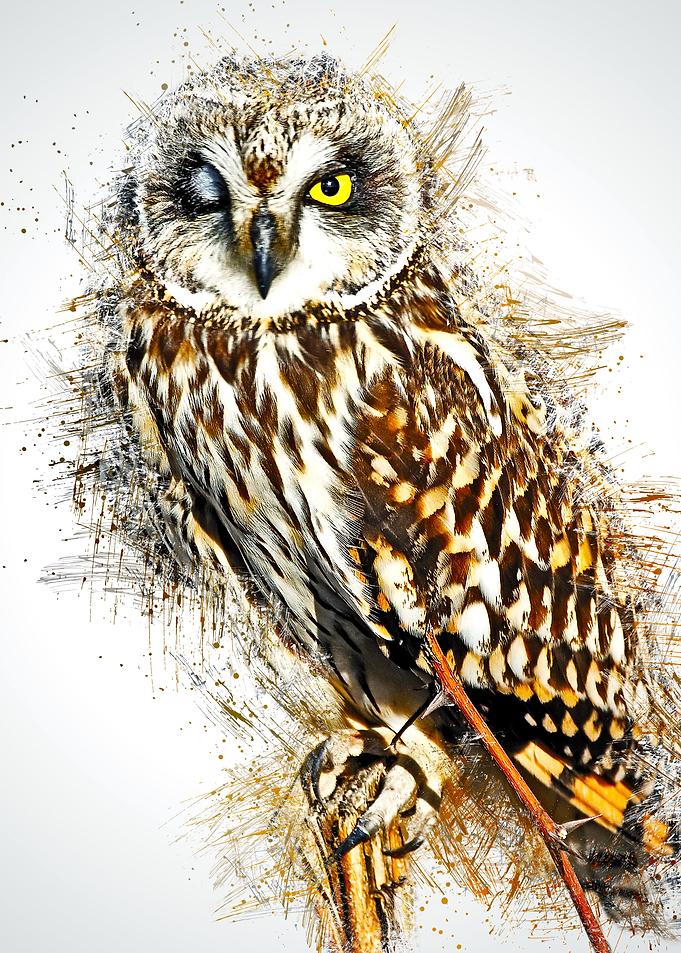 Owl 18