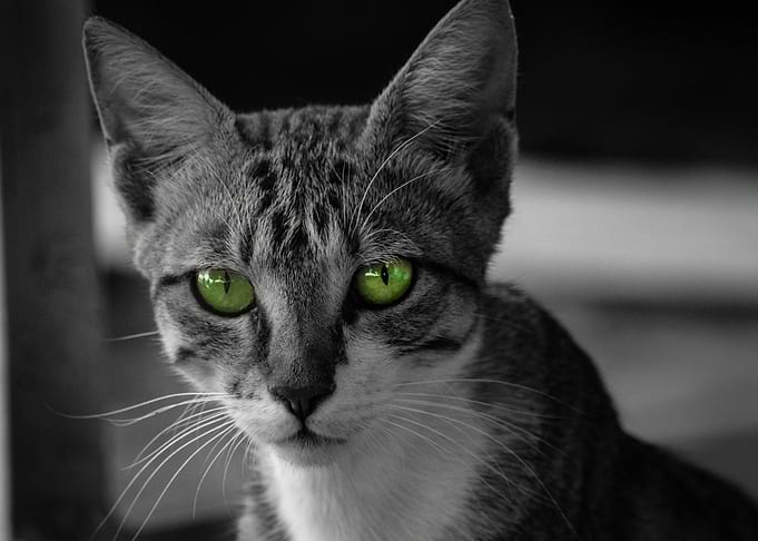 Green eyed Feline