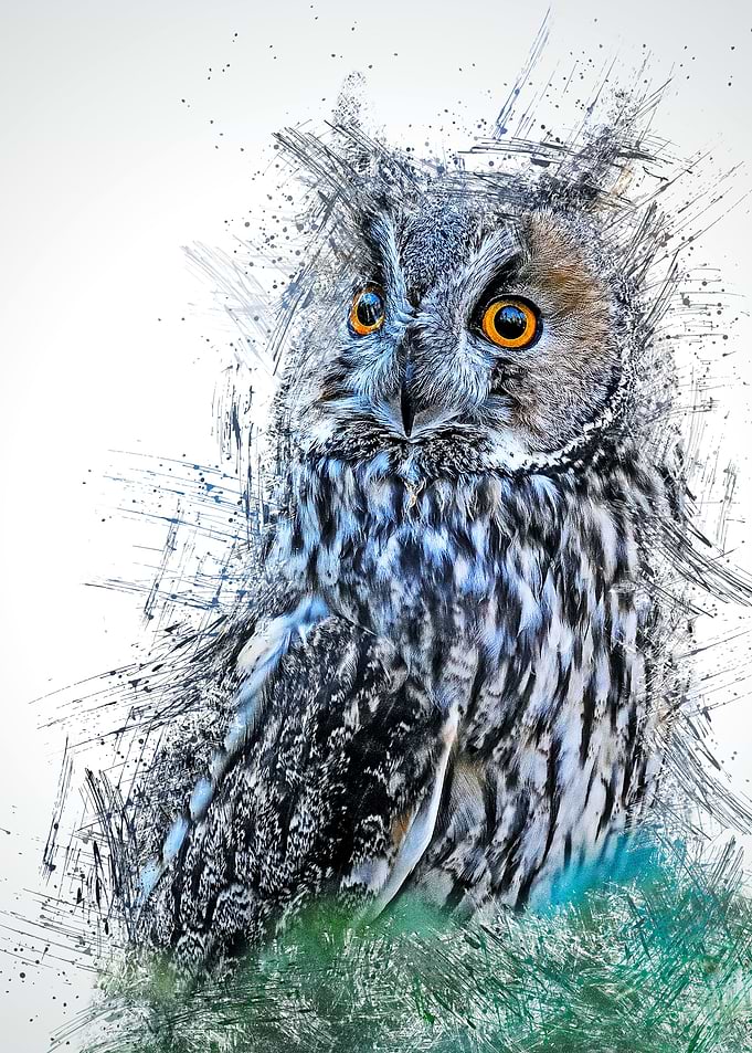 Owl 25
