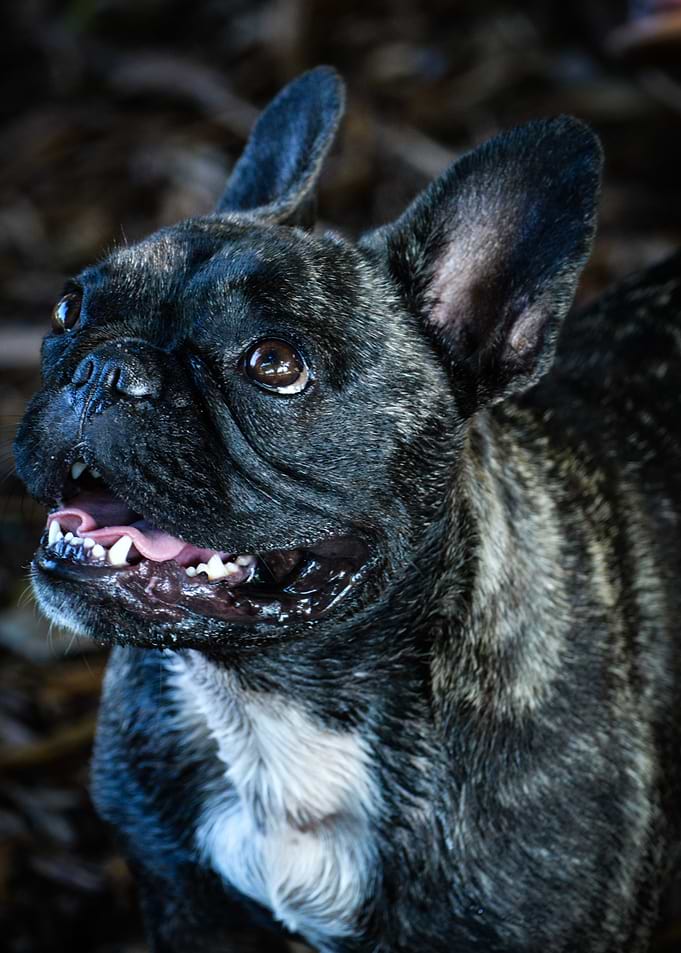 Frenchy Portrait