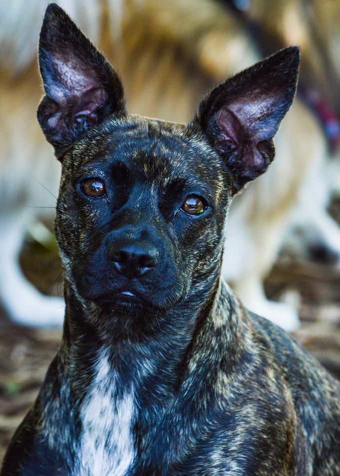 Boston Terrier Mix