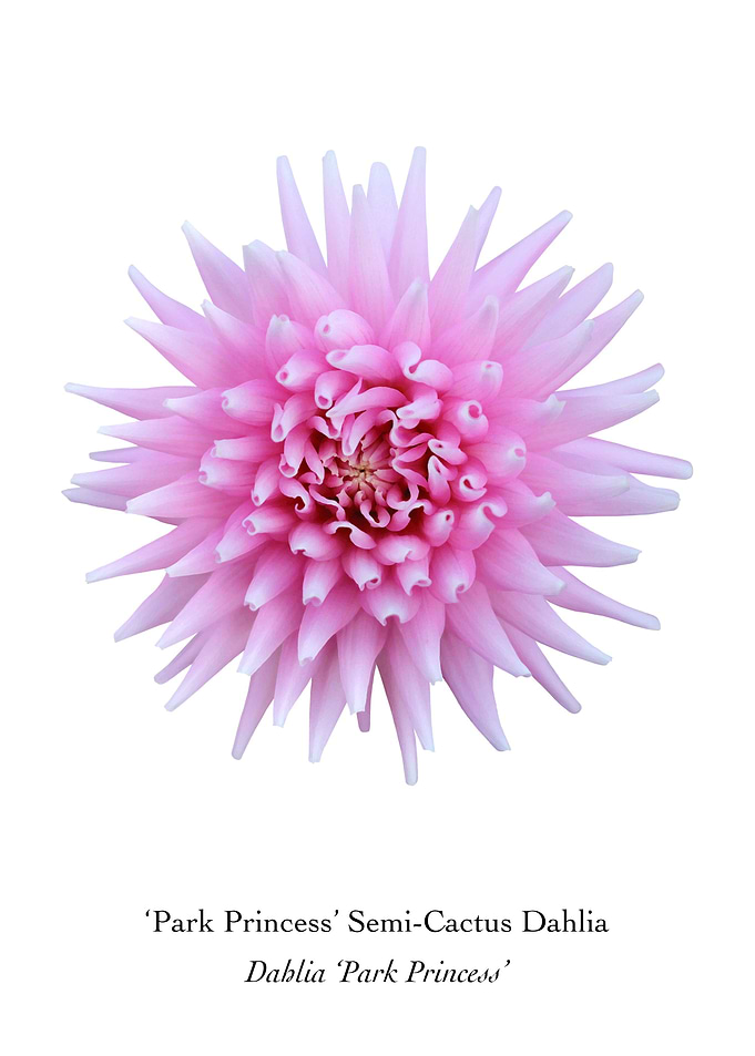 Park Princess Dahlia