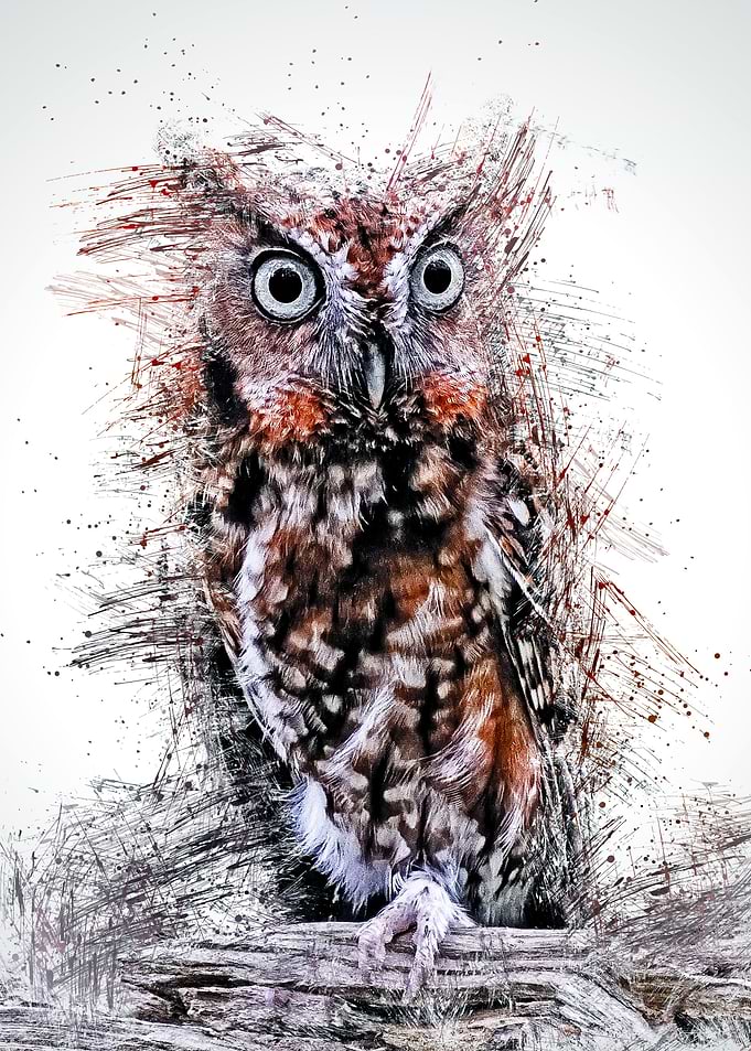 Owl 13