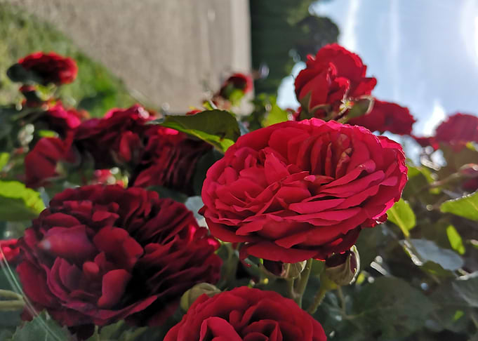 Rose