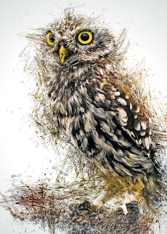 Owl 15