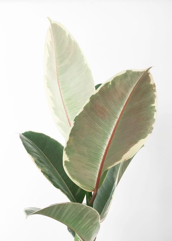 Ficus Tineke