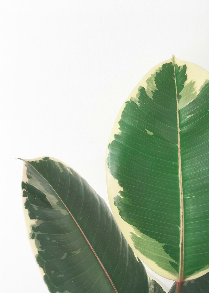 Leaf Study