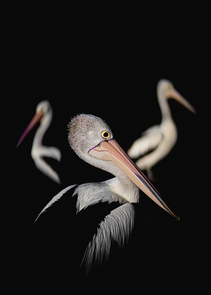 Pelicans of Woy Woy