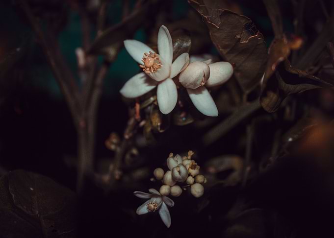 Lemon Flowers and Blossoms