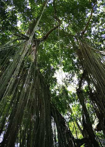 Jungle