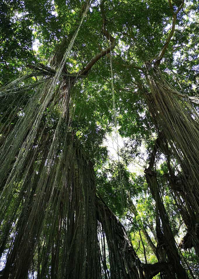 Jungle