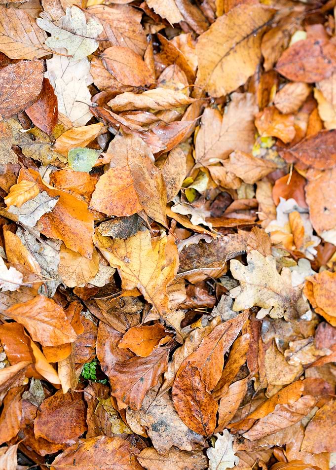 Autumn leaves on ground