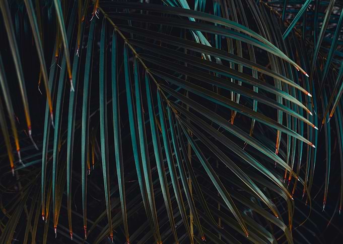 Abstract Tropical Palm