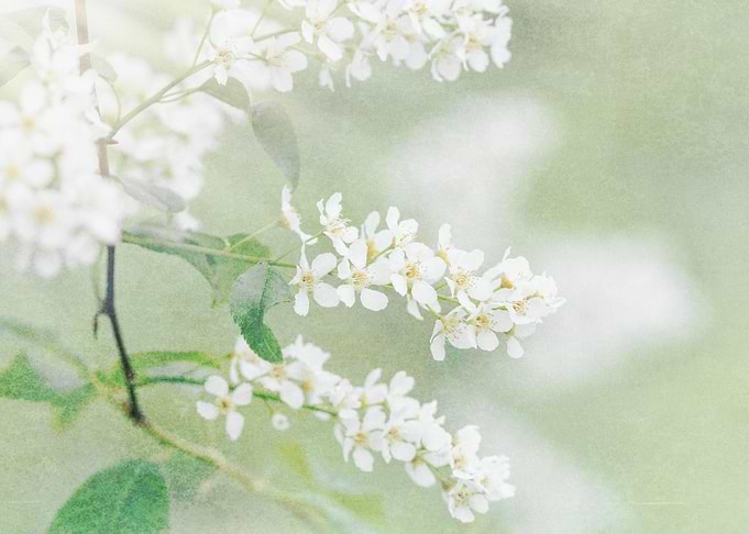 white fairytale 2