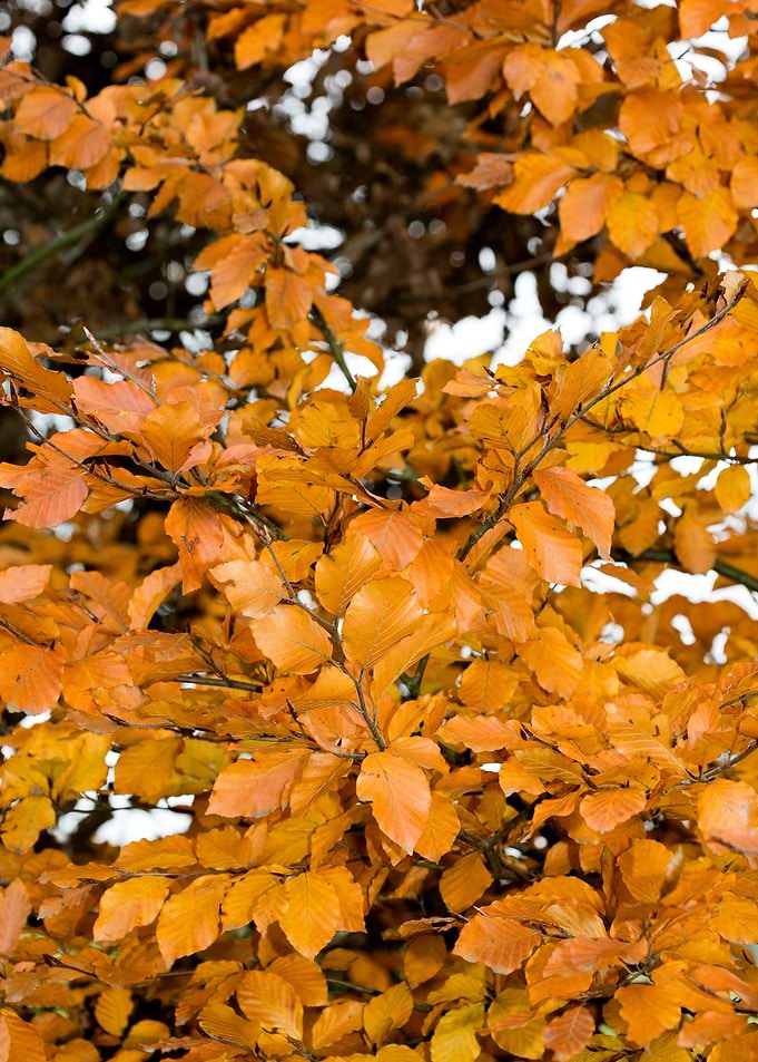 Autumn leaves macro prints