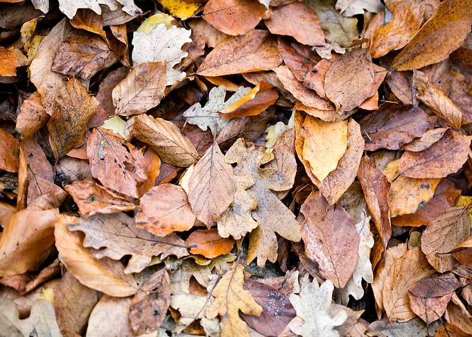 Autumn leaves on ground