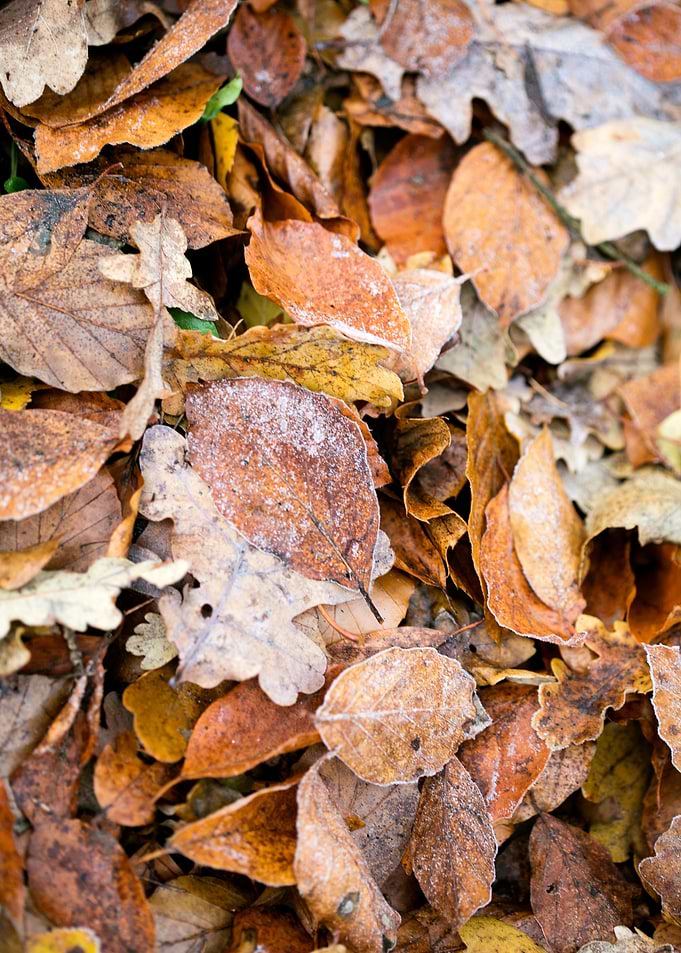 Autumn leaves on ground