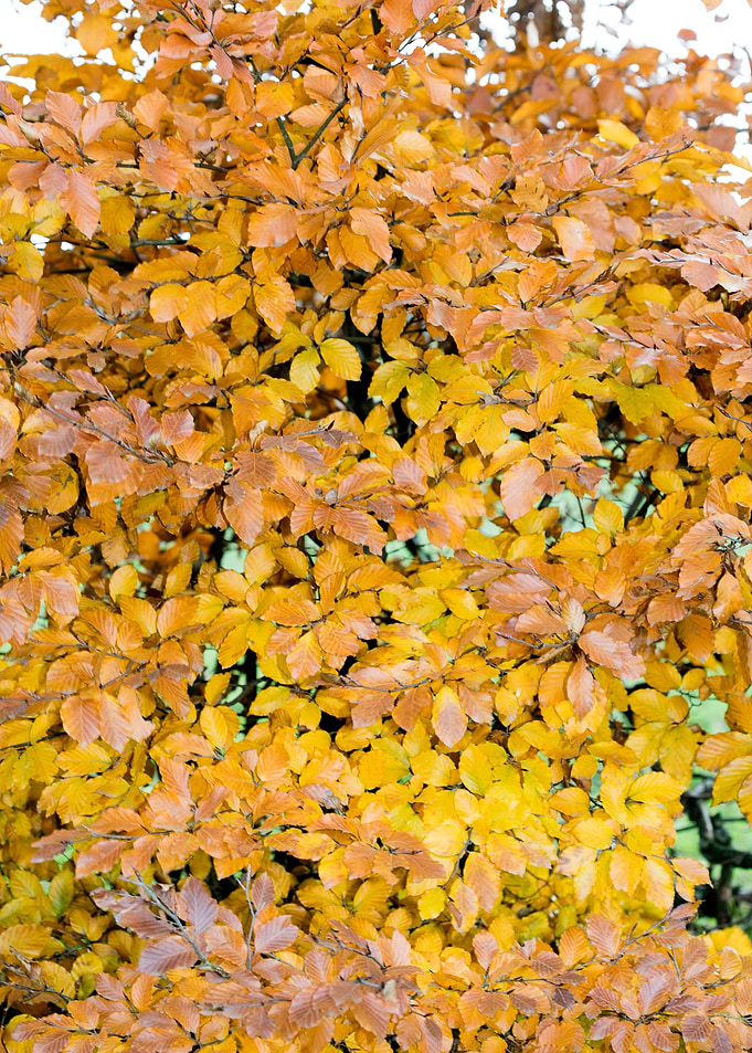 Autumn leaves macro prints