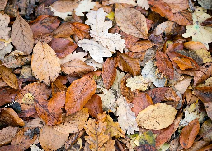 Autumn leaves on ground