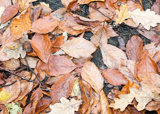 Autumn leaves on ground