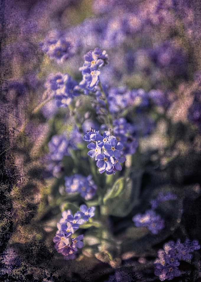 forget me not
