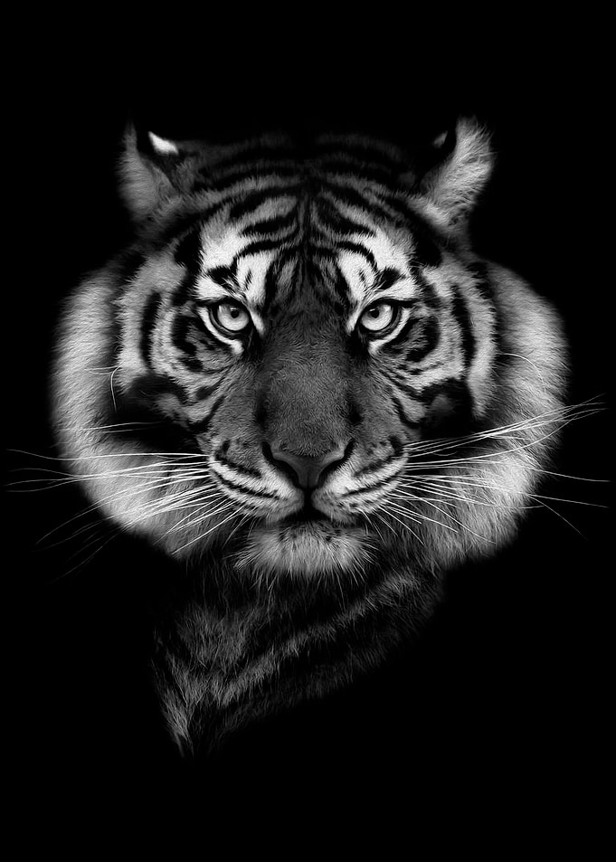 WILD BLACK tiger poster