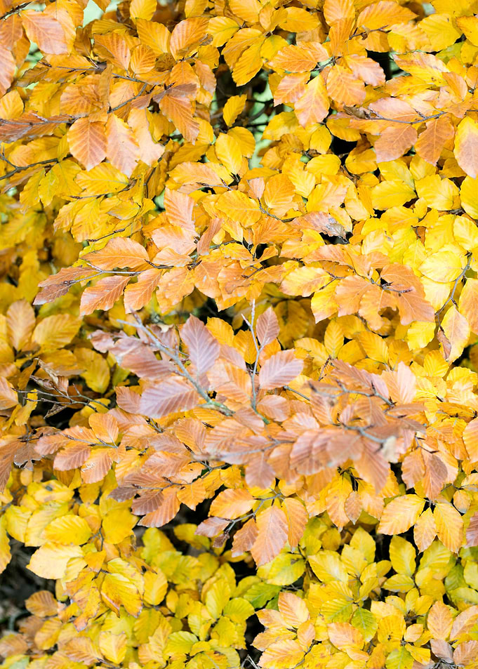 Autumn leaves macro prints