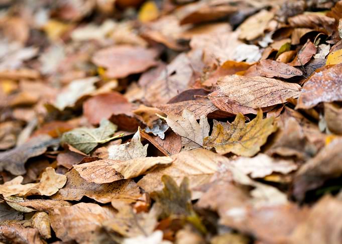 Autumn leaves on ground
