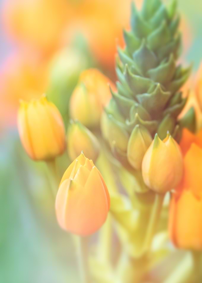 yellow dream