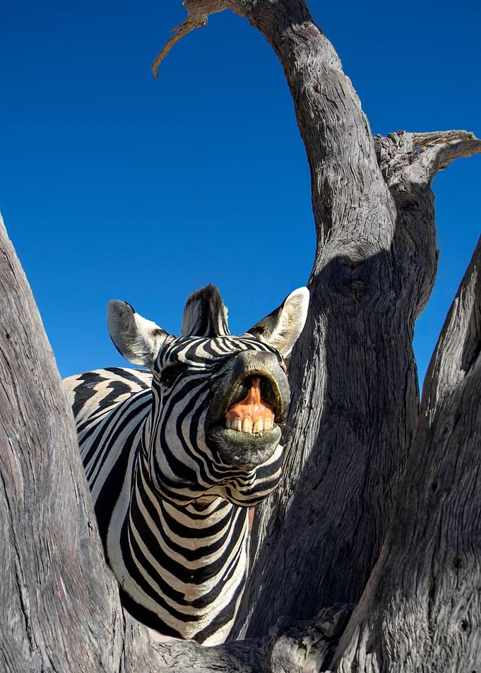 zebra