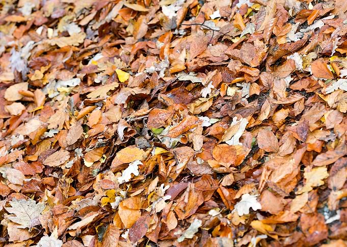 Autumn leaves on ground