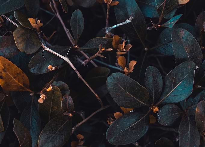Beautiful Abstract Leaves