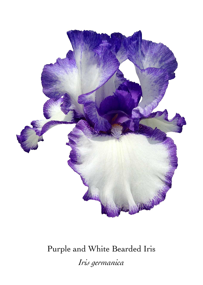 Purple and White Iris