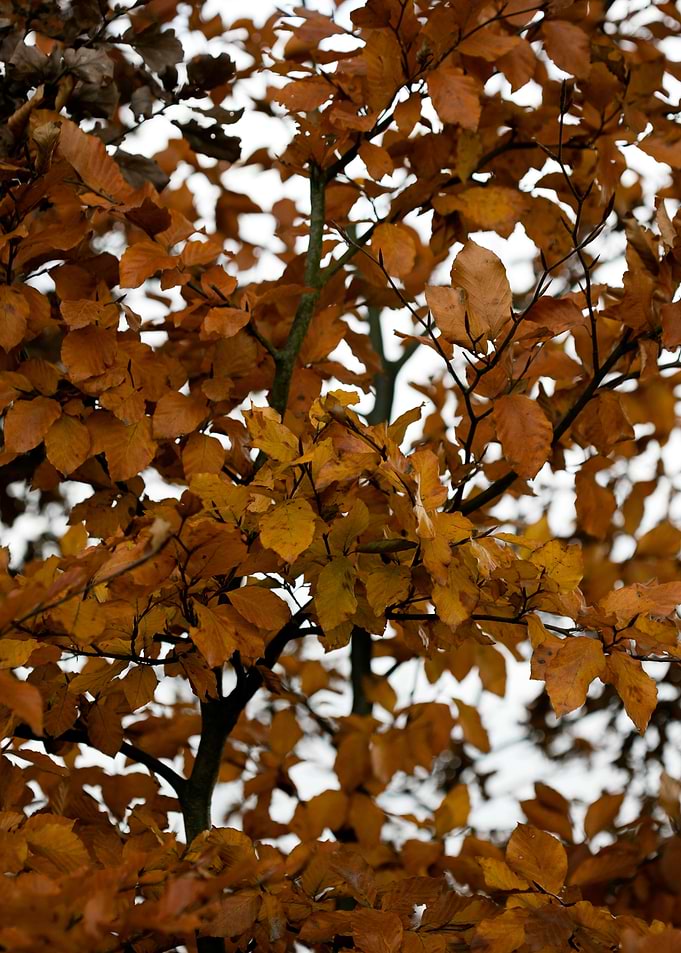 Autumn leaves macro prints