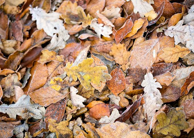 Autumn leaves on ground