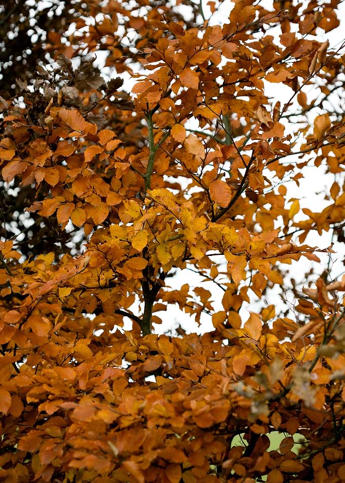 Autumn leaves macro prints