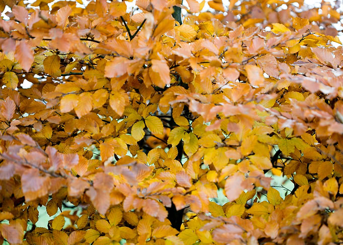 Autumn leaves macro prints