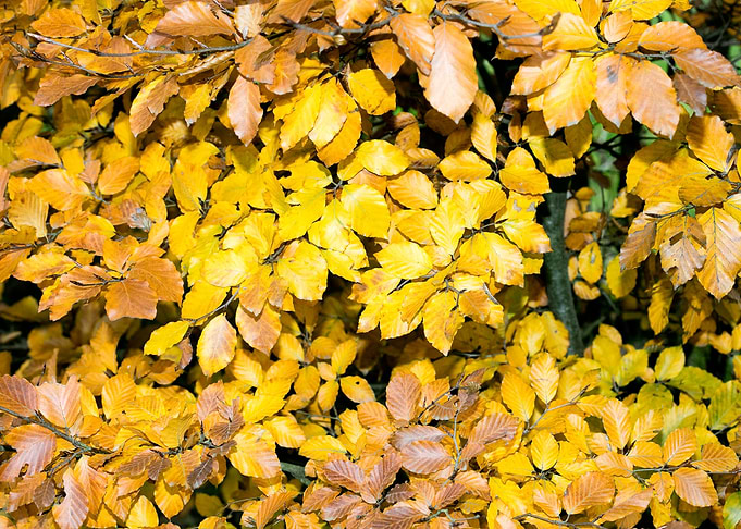 Autumn leaves macro prints