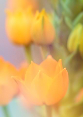 yellow Flower
