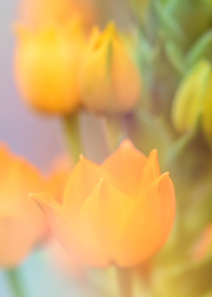 yellow Flower