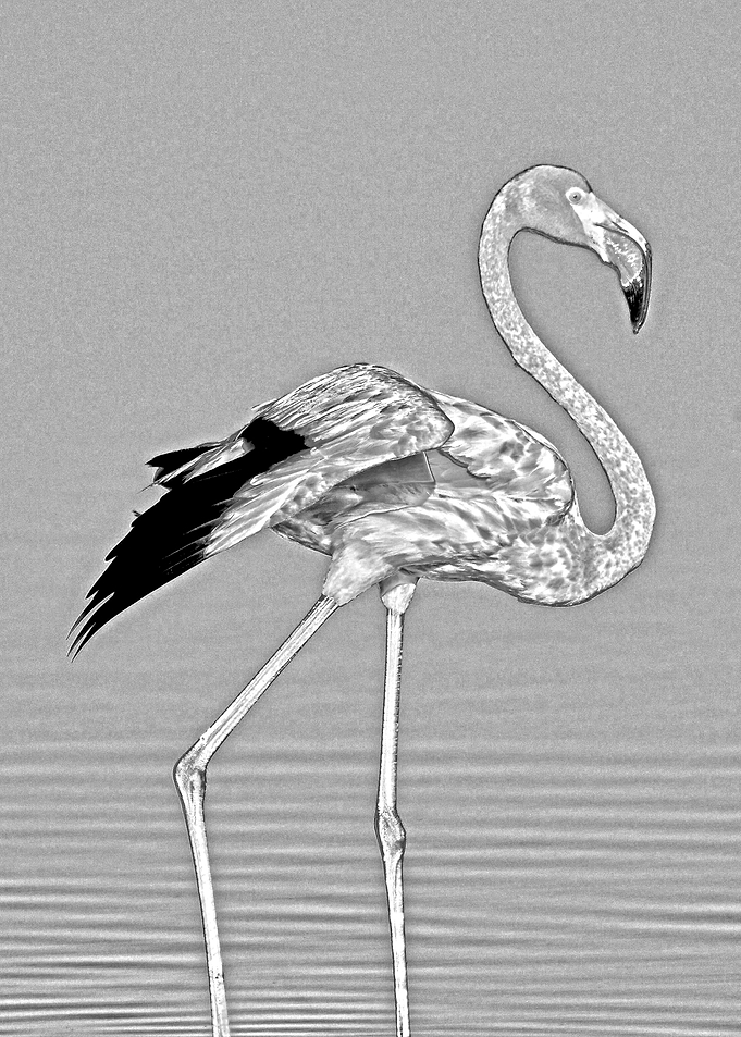 poster bango bird