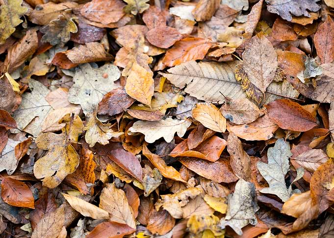 Autumn leaves on ground