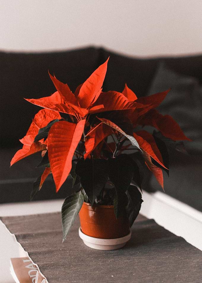 leaves plant