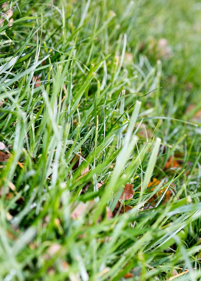 Grass leafs macro prints