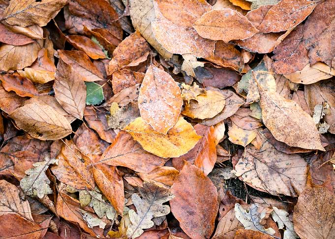 Autumn leaves on ground