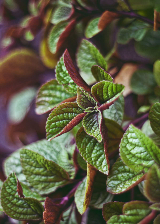 green plant