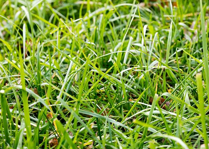 Grass leafs macro prints