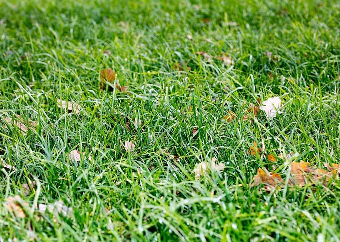 Grass leafs macro prints